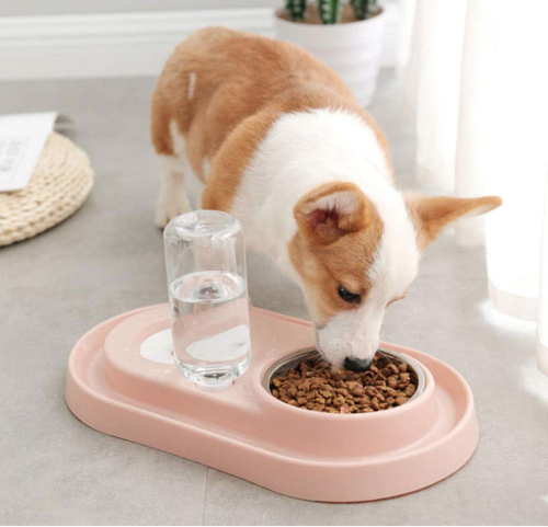 Stainless Steel Pet Bowls with Automatic Water Bottle in pink base, used by a corgi dog for eating kibble and drinking water indoors.