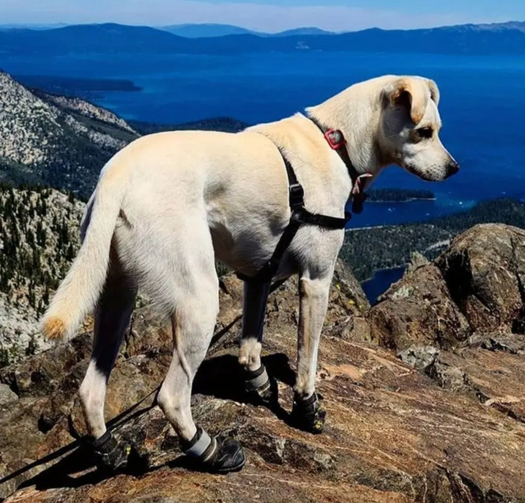 4pcs Dog Shoes For Large Dogs, Medium Dog Boots & Paw Protectors For Winter Snowy Day